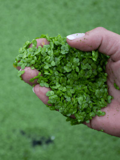 B12 et Lentille d’eau : l’exception du règne végétal ? - SETA Organic