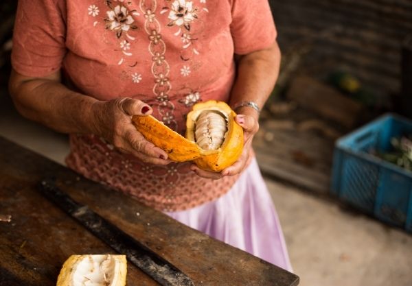 Woman in peru holding a cacao fruit with beans freshly harvested Seta organic