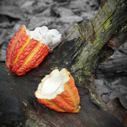 Cacao