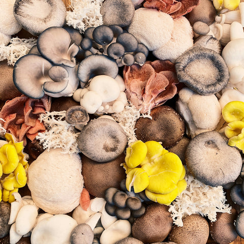 Reishi, Queue de dinde, Chaga