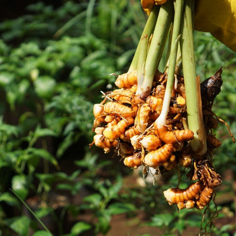 Curcuma