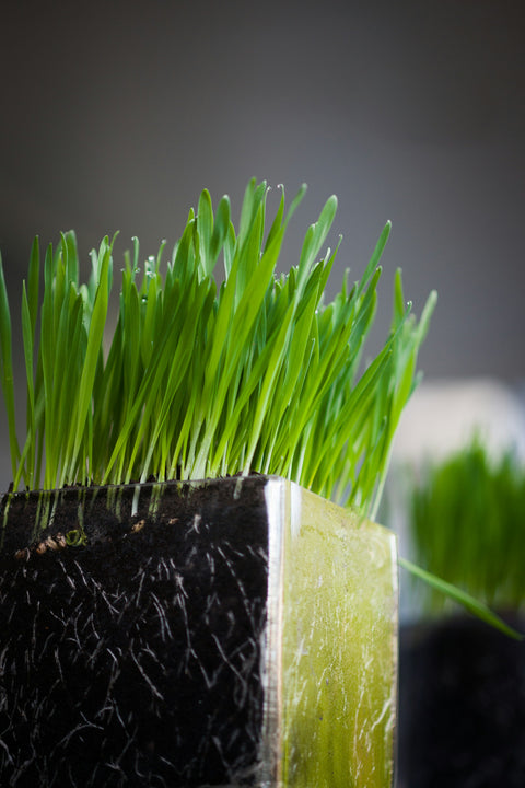 Wheatgrass, spirulina, kale