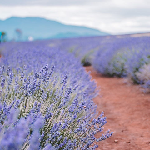 Lavender