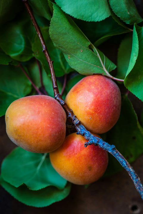 Mangue, fruit de la passion, papaye
