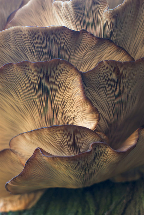 Maitake