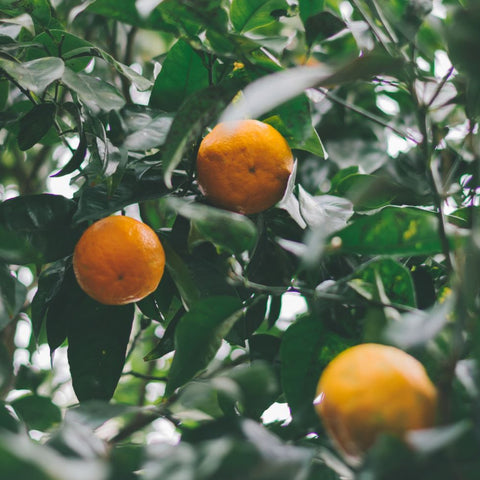 Orange and banana