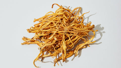Cordyceps
