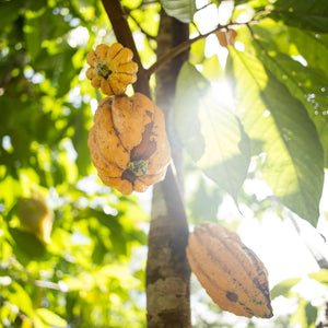 Protéine à base de plantes - Cacao