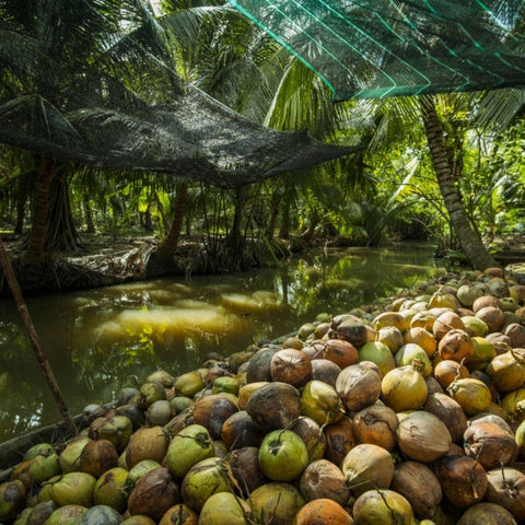 Bol en noix de coco - Bol en noix de coco - SETA Organic