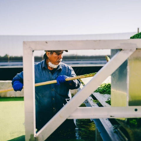 Producteur de lentille d'eau