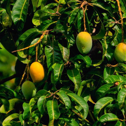 Smoothie Mangue Exotique - Smoothie Mangue Exotique - SETA Organic