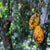 Latté au Cacao - Latté au Cacao - SETA Organic