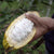 Protéine à base de plantes | Cacao - Protéine à base de plantes | Cacao - SETA Organic