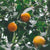 Smoothie Choco Orange - Smoothie Choco Orange - SETA Organic